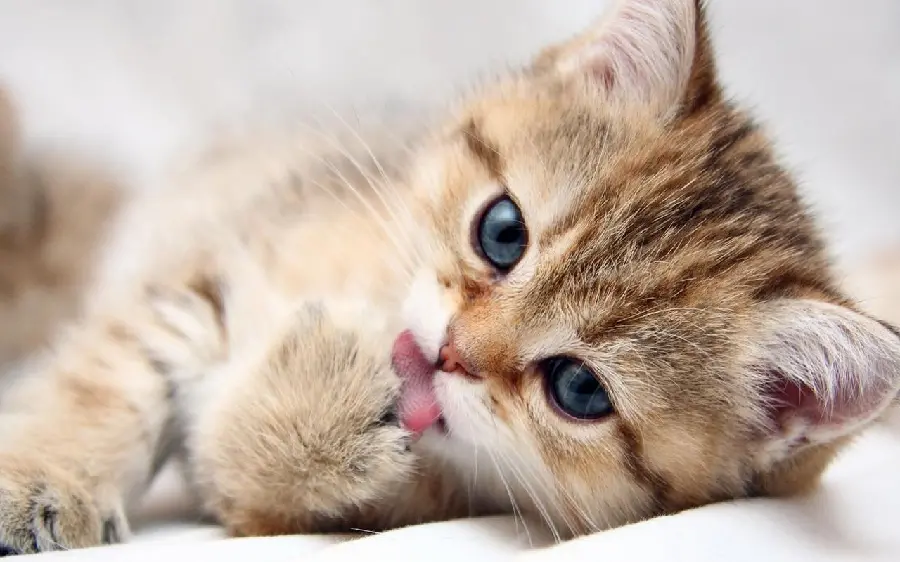 Funny Kitten Picture for Wallpaper and Profile