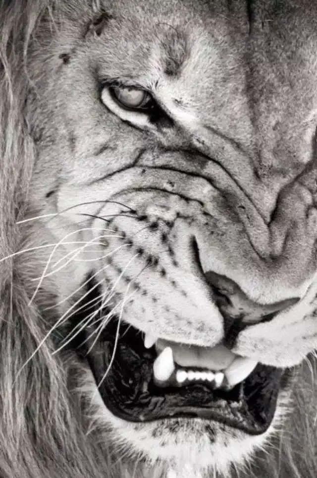 Download Black and White Lion Wallpaper