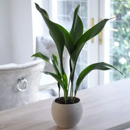 Aspidistra - The Hardy and Elegant Houseplant
