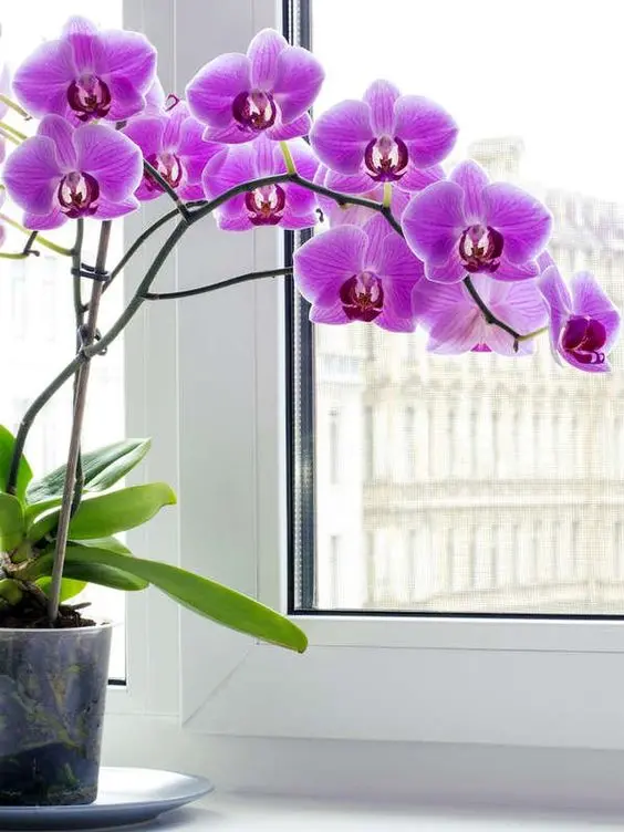 Orchid Flower Pictures - Beautiful Moth Orchids
