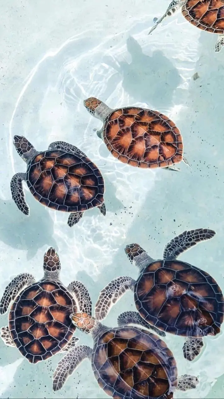 Download Profile Picture of Multiple Turtles in 8K Quality