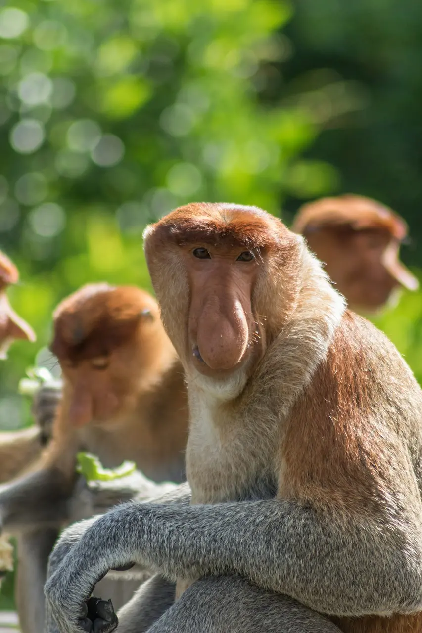 High Quality Photo of Long Nosed Monkeys