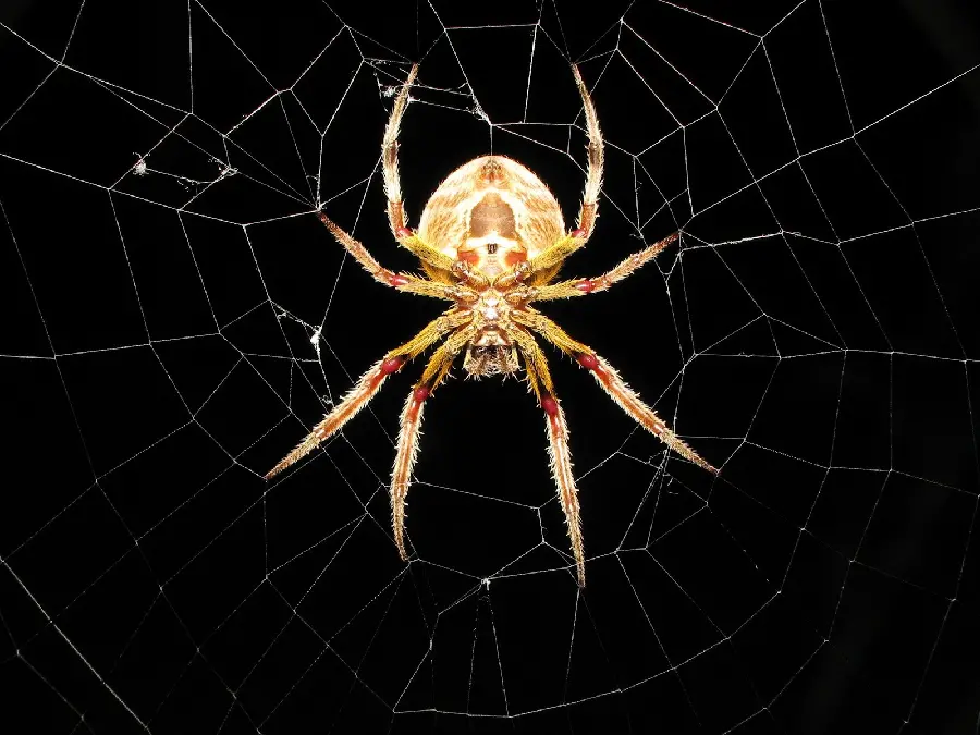 Spider and Spider Web Photo