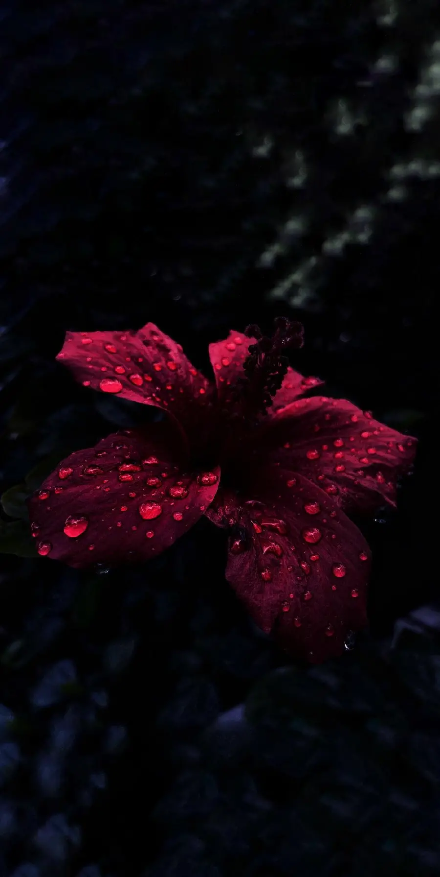 High-Quality Red Rose Background for Mobile