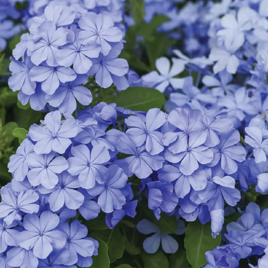 Download Jasmine Beautiful Cluster Flower in High Quality