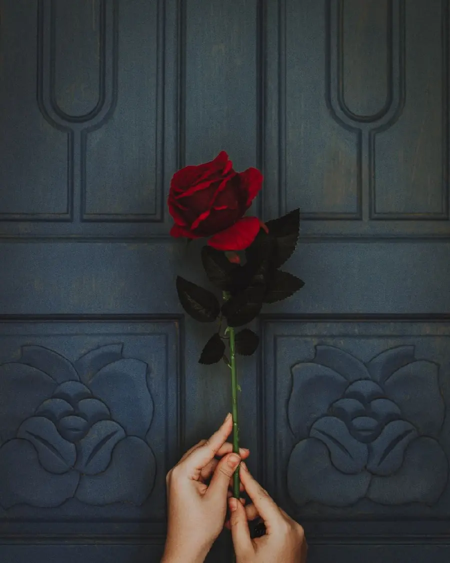 عکس شاخه گل رز برای پروفایل