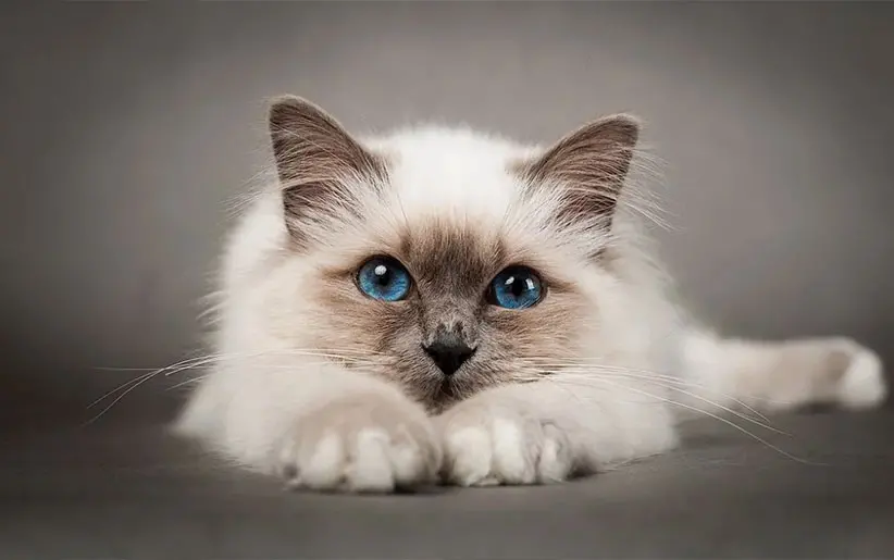 Birman Cat Beautiful Breed Photo