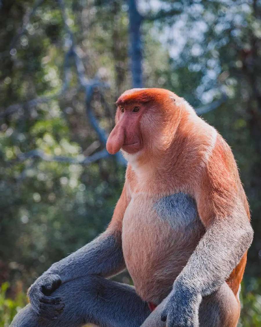 Photo of Adult Male Proboscis Monkey