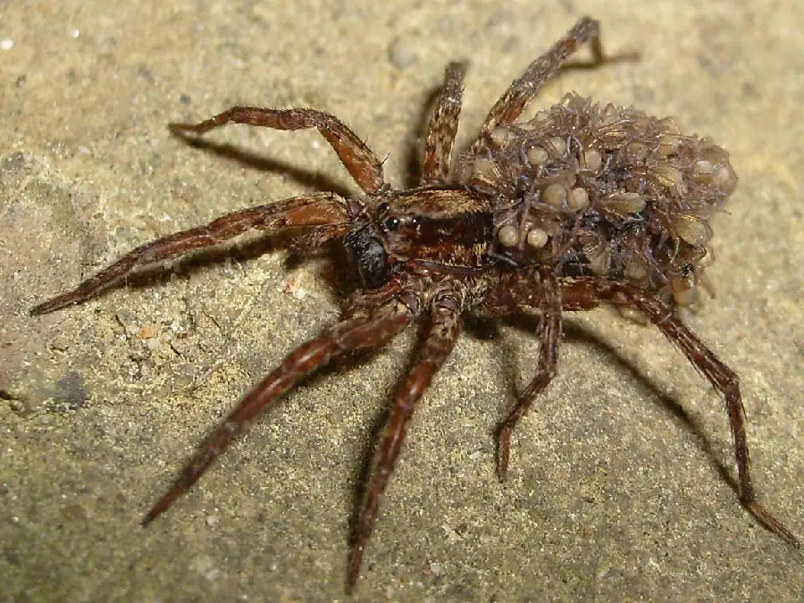 Large and Scary Brown Spider Photo