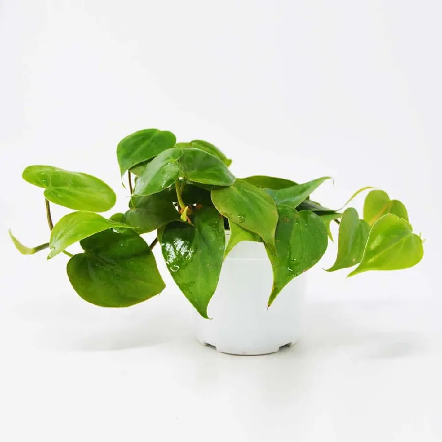 Pothos Indoor Plant Photo and Care Tips
