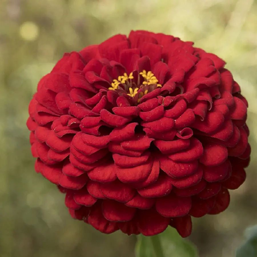 Download Red Dahlia Beautiful Flower in High Quality