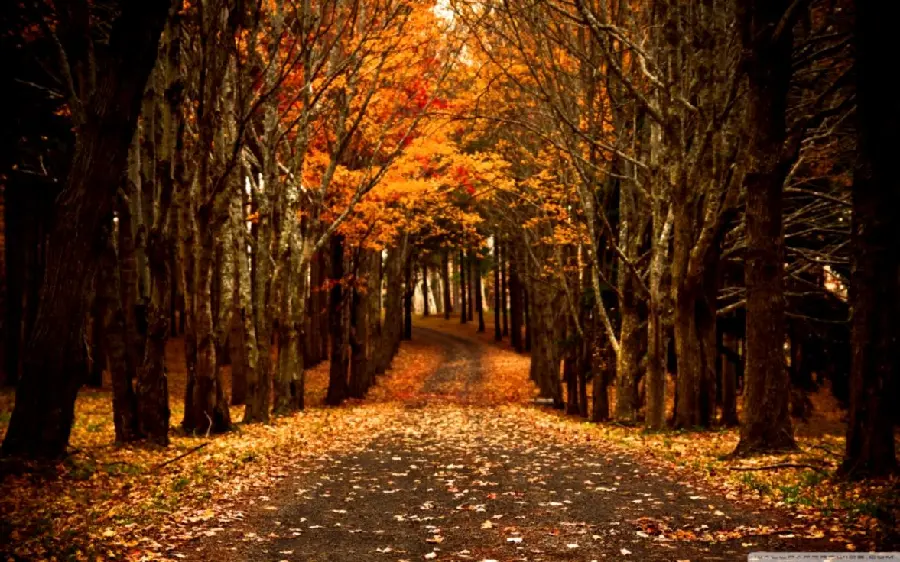 Download High-Quality Autumn Nature Photos