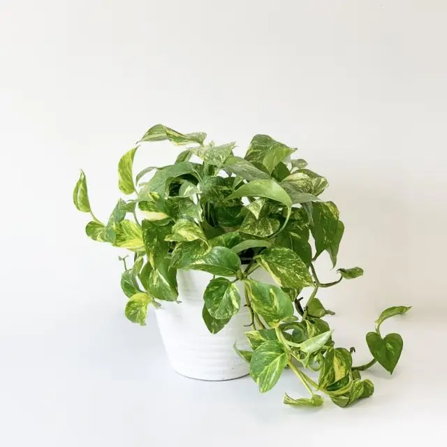 Pothos - The Resilient and Attractive Vine Plant