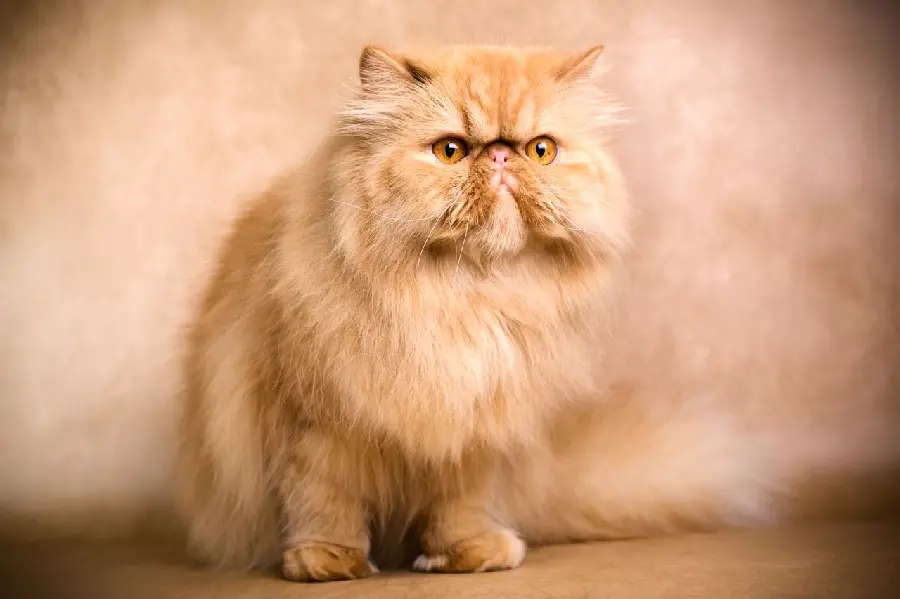 Exotic Cat Cute Breed High-Quality Photo