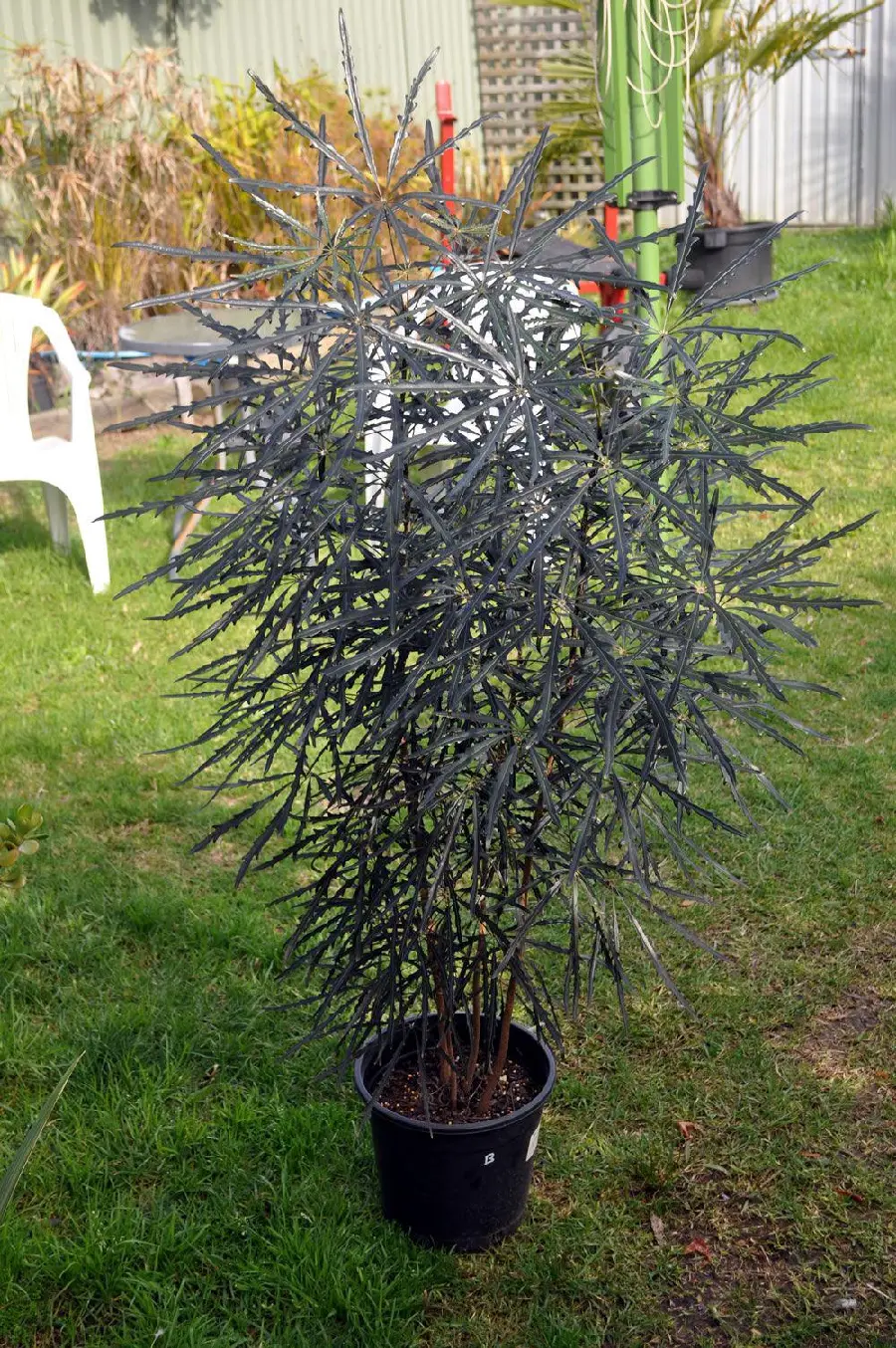 False Aralia Indoor Plant Photo and Care Instructions