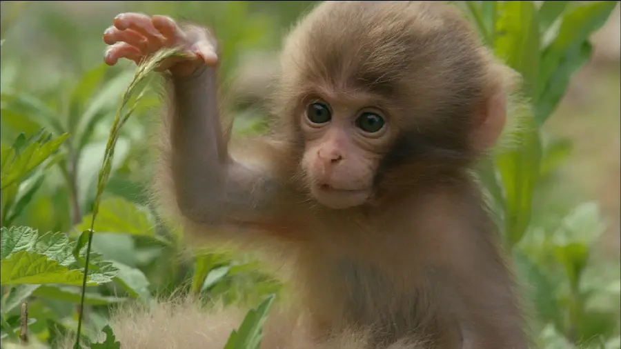 Download Adorable Baby Chimpanzee Pictures in High Quality