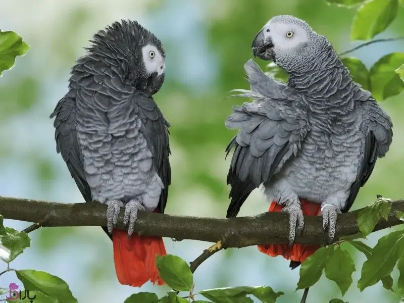 African Grey Parrot High-Quality Photo