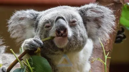 A Koala Eating Eucalyptus Leaves and Branches