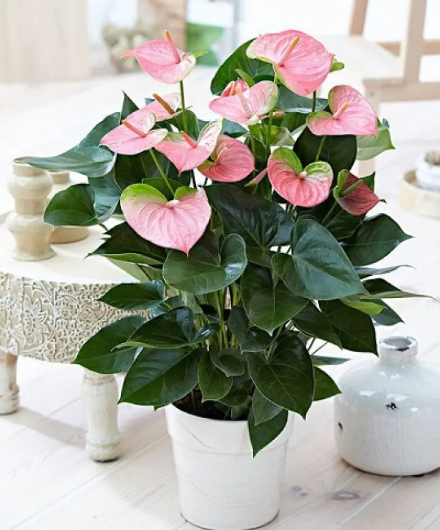 Anthurium Indoor Plant Photo and Care Guide