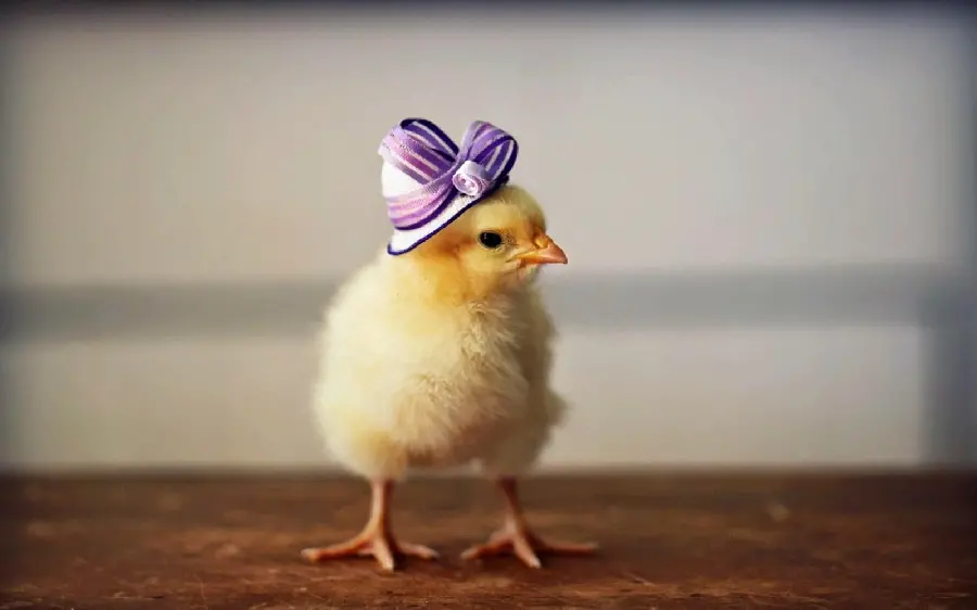 Funny Yellow Chick Photo for Social Media Profiles
