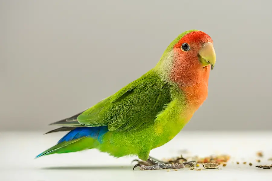 Download Photos of Beautiful Budgie Birds - Popular Pet Choice