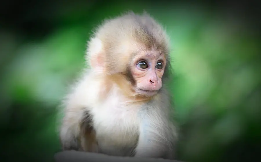 Download Funny Chimpanzee Photos in High Quality