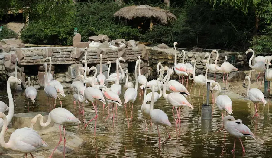 Download Tehran Bird Garden Photos in High Quality