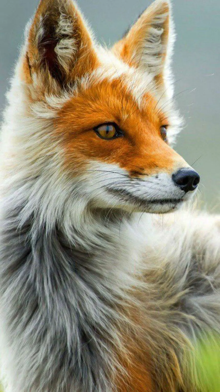 Download Beautiful Smart Fox Image
