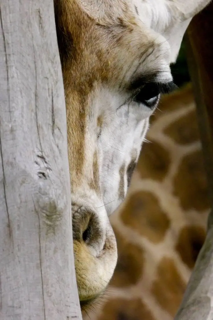 Download Half Face Giraffe HD Wallpaper