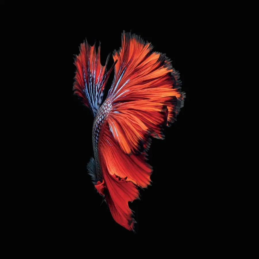 AMOLED Tablet Wallpaper