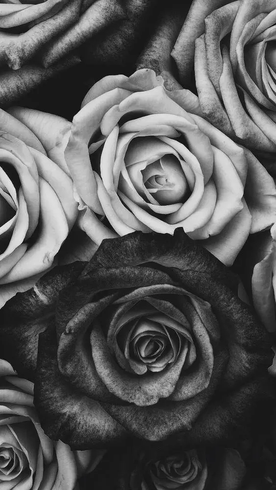 Black and White Rose Wallpaper for Devices
