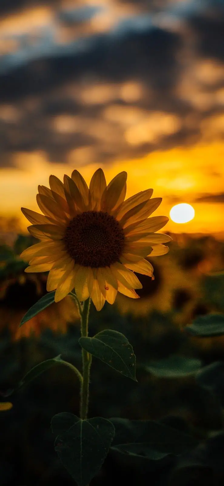 Sunflower Profile Picture