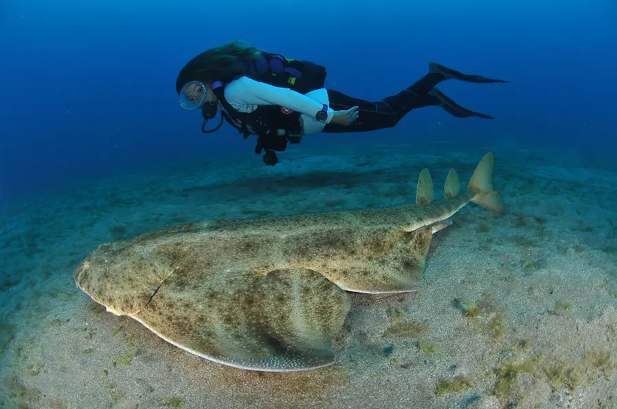 Angel Shark High-Quality Photo