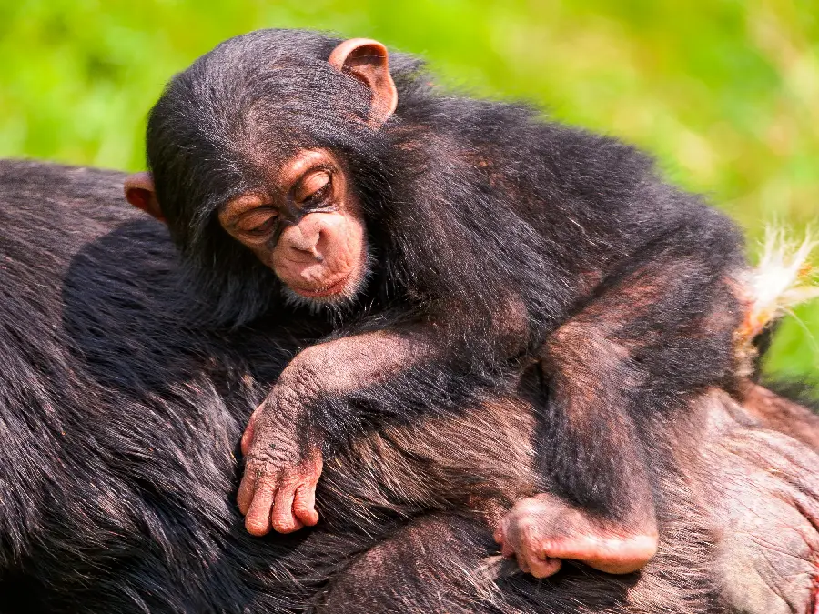 Download High-Quality Baby Chimpanzee Photos