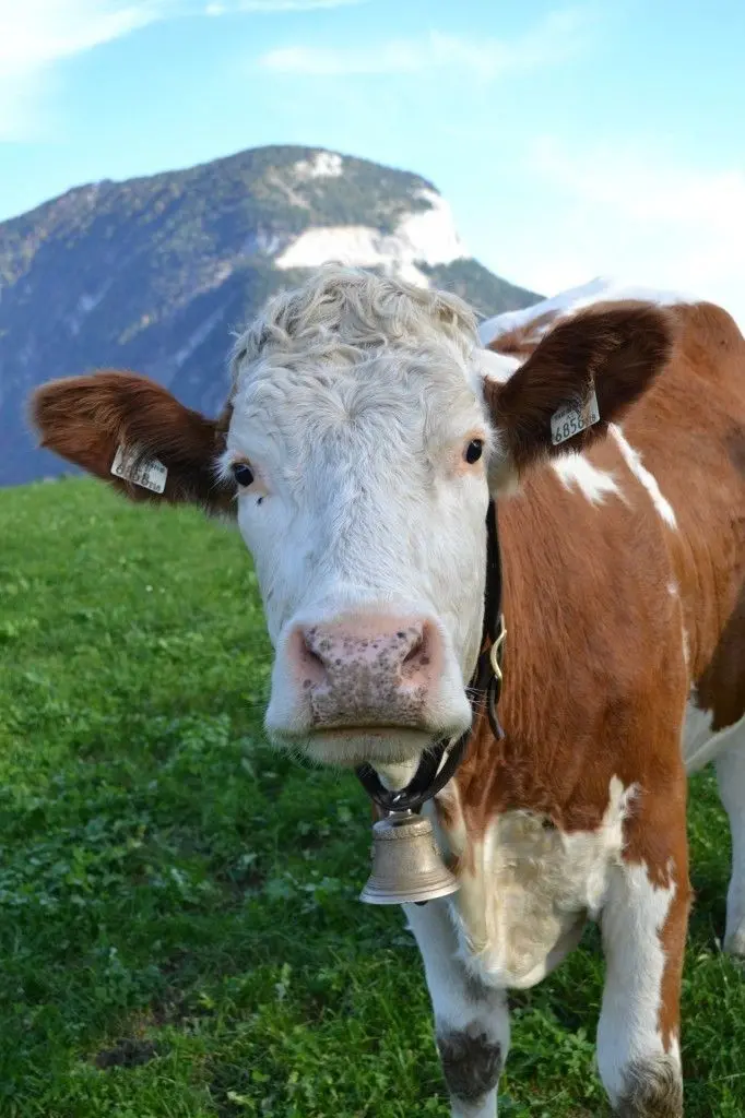 Download 8K Background of Brown Cow in Pasture
