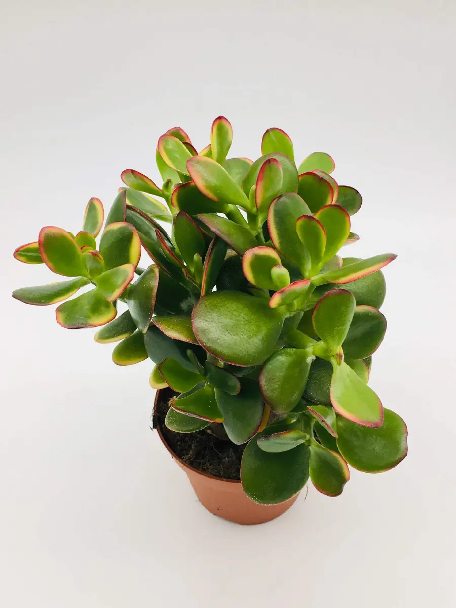 Crassula Indoor Plant Photo and Care Guide