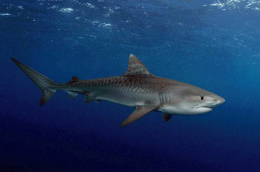Tiger Shark High-Quality Photo