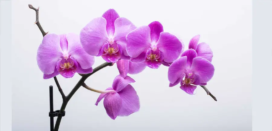 Download Purple Orchid Beautiful Flower in High Quality