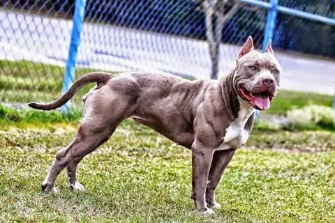 American Pit Bull - A Strong and Loyal Dog