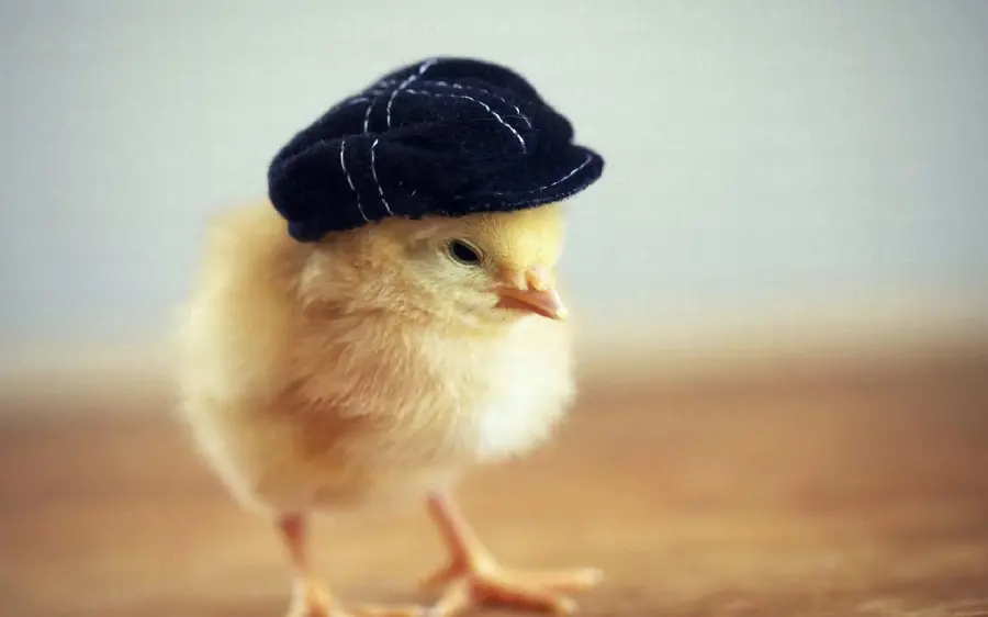 Cute Yellow Chick Photo for Social Media