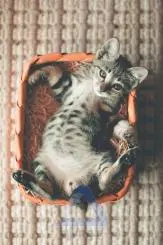 Cute Kitten in Orange Basket - Adorable and Playful