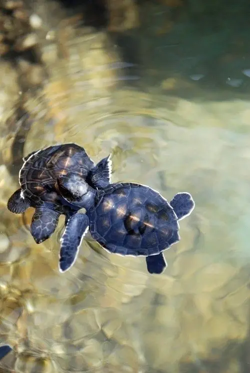 Download Image of Two Small Black Turtles in Stream Water
