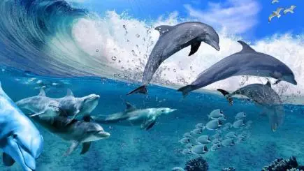 Dolphin Park in Kish Island - Fun and Exciting