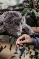 Koalas Lost in Australian Bushfires