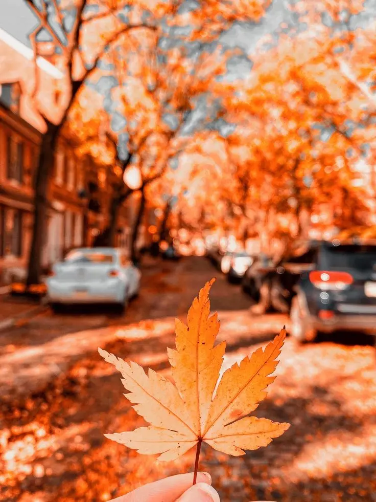 Download Autumn Wallpaper for Phone
