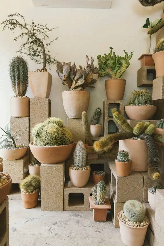 Download Profile Picture of Multiple Cacti in a Room