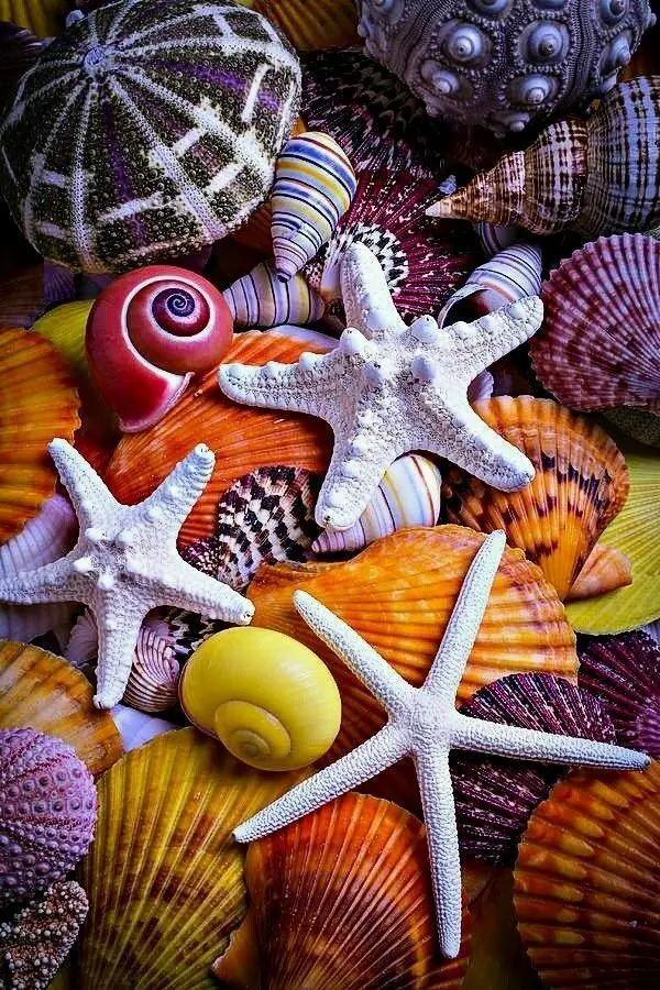 Download Profile Picture of Shells and Starfish