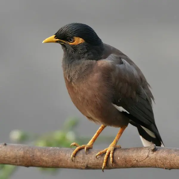 Myna Bird Intelligent Pet High-Quality Photo