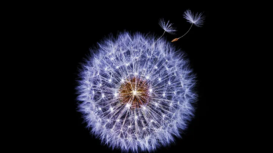 Dandelion Wallpapers for Samsung Phones