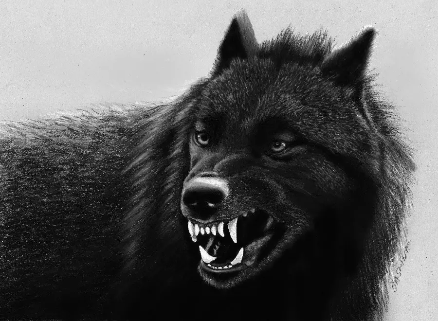 Black Wolf Wallpaper - High-Quality HD Images